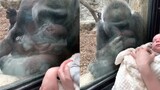 Maternal love is the same! Female gorilla looks at human baby affectionately and takes the initiativ