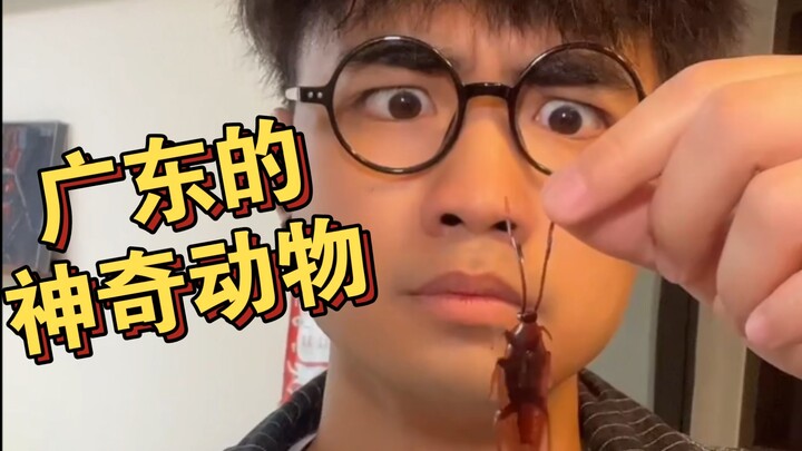 [Meh] Where are the magical creatures? In Guangdong!
