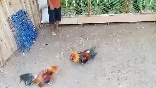 #manok