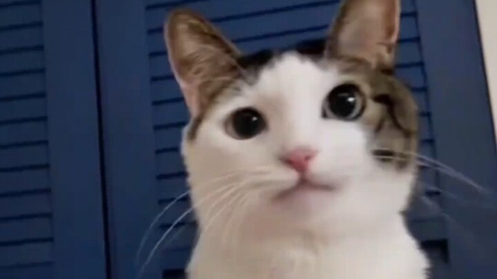 ฟังเสียงแมวแบบดื่มด่ำ