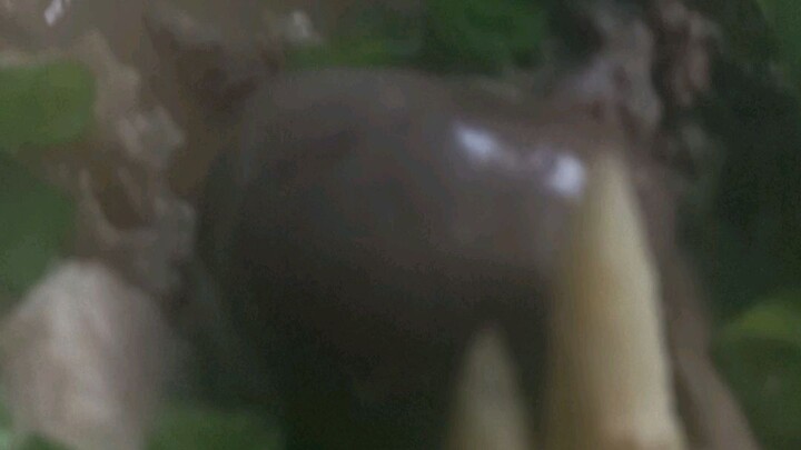 trái bắp non hầm thịt gà