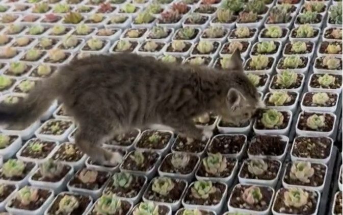 Đồ nghịch tử, aaaaaaa!