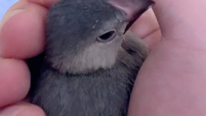 What would happen if a bird used its owner's hand as a nest and you suddenly let it go?