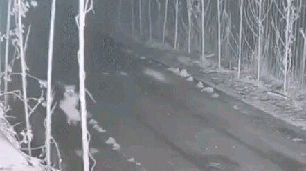 The dog stole the neighbor’s goose back and forth three times at night, leaving the owner so angry t