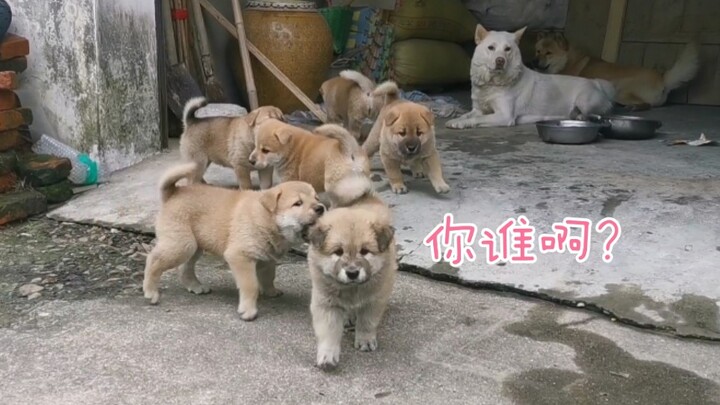 【สุนัขพื้นเมืองจีน】ลูกหมาน้อยเพิ่งมาถึงชนบทด้วยความหวาดกลัว ทันทีที่รู้ว่าเป็นเจ้าของ หางก็กระดิกจนแ