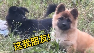 社牛小狗廉价的友情，终究比不过肉香，笑不活了！