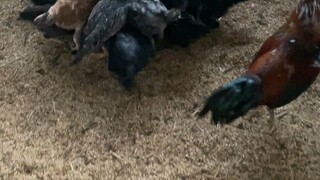 Ternak Ayam Kampung
