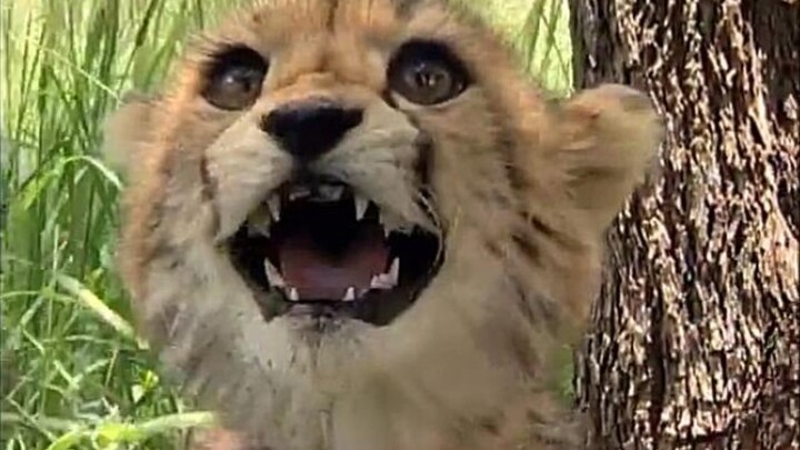 A cheetah cub scares the camera with its sharp teeth.