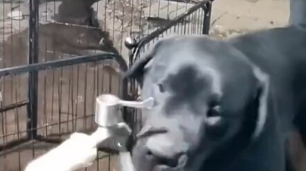 Cara Anjing Cerdas Minum Air