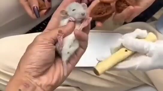 جري المسكين، يُلعَب به بين راحتَيّ اليدين.