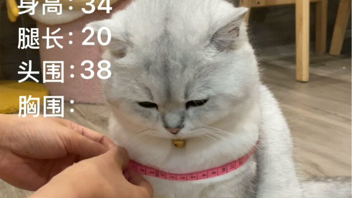 Just let your cat grow according to these stats—it’s the right way!