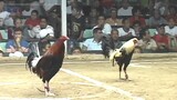 Classic Sabong Fights... Mayor Juancho Aguire vs. Boy Gamilla President's Cup 8 Stag Derby 2008