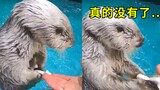 可爱！日本水族馆的海獭小兜里能藏超多玩具，一伸手能不断掏出