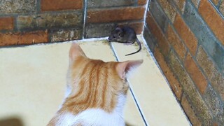 Animals|Cat Catches the Rat