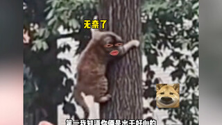 猫：没事姑娘，哥不害怕