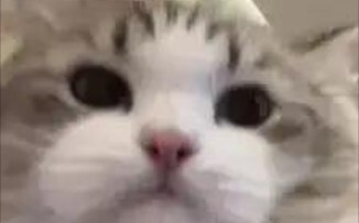 Kucing: Aku cuma ngajarin sekali, lihat baik-baik!