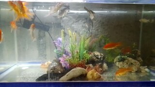 fish tank set up ...