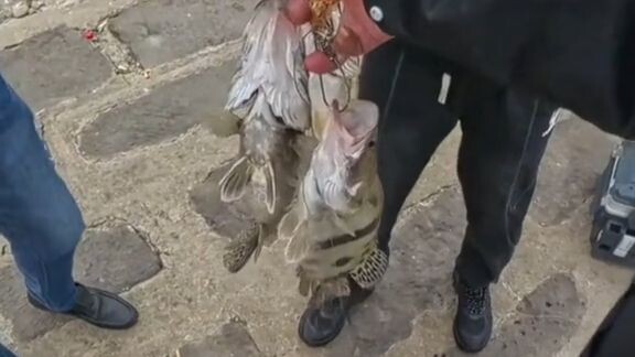 The big mandarin fish I just caught was immediately bought by someone.