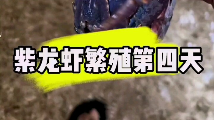 紫龙虾繁殖并不困难，最大的问题是时间......