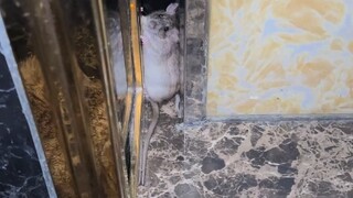 Không có lối thoát