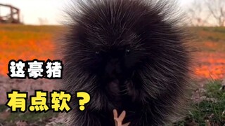 เม่นตัวนี้ดู “นิ่ม” ไปหน่อย