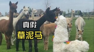 Those unexpected animal videos!