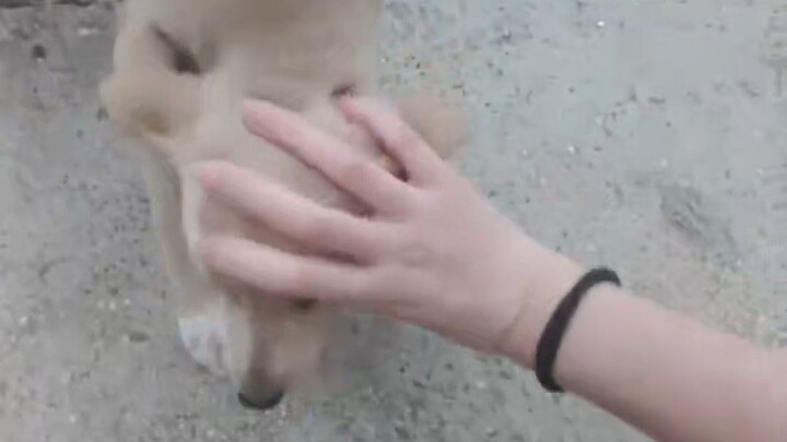 Pernahkah kamu melihat orang membelai anjing?