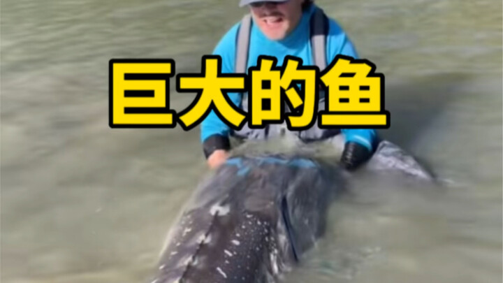 A massive sturgeon, three meters long and aged between 70 and 100 years old