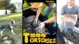 Let's go turtle hunting‼️