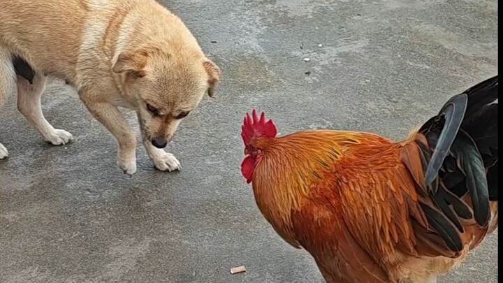 Anjing sebesar itu malah ketakutan begitu hanya gara-gara seekor ayam jantan, sungguh memalukan!