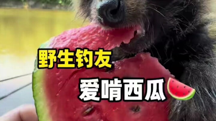นักตกปลาธรรมชาติ หมีน้อยก็ชอบกินแตงโมเหมือนกัน