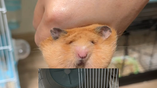 How much stuff can a golden hamster stuff into its mouth? Before clicking: Not much, right? After cl