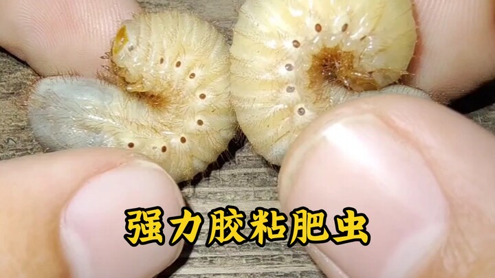 Apa yang akan terjadi jika Anda merekatkan beberapa larva kumbang dengan lem super?