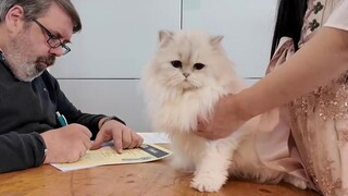 After competing with 17 cats for three days, my hands cramped when I held the cats.
