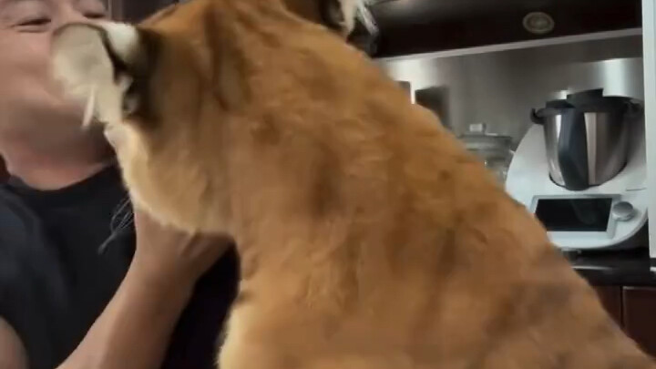 大猫咪太粘人了咋办