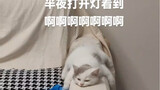 谁家小猫这样睡觉觉啊！！