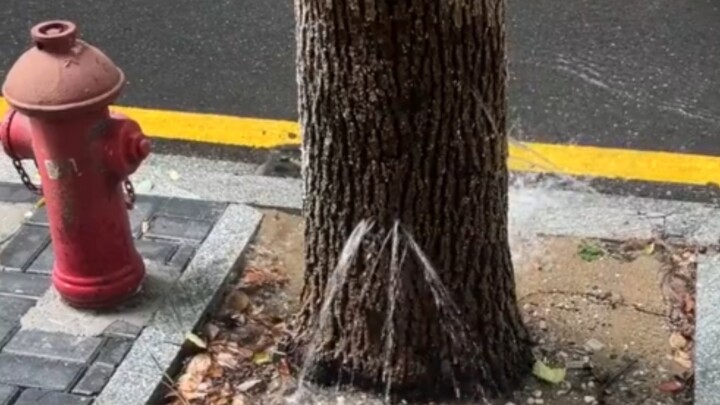 The fire hydrant stays the same, but the trees keep changing.