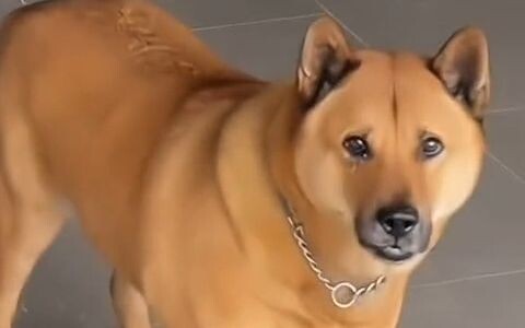 A dog’s gaze will always be fixed on you alone #This pup’s been sly since it was a puppy #Come see t