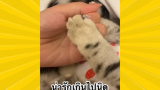 สัตว์เลี้ยงเพื่อนขนปุย : น่ารักเกินไปนิด