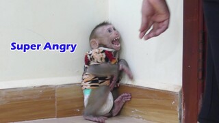 Broken Hearted!! Little Monkey Maku Cry Super Angry Mom Because Mom Put Him Alone In Room