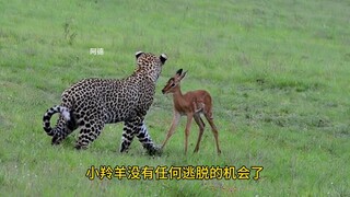 เสือดาวจับลูกแอนทิโลปตัวเล็กไว้ หวังจะดึงดูดพ่อแม่ของแอนทิโลปให้มาเป็นอาหาร "สัตว์ป่าในระยะประชิด" โ