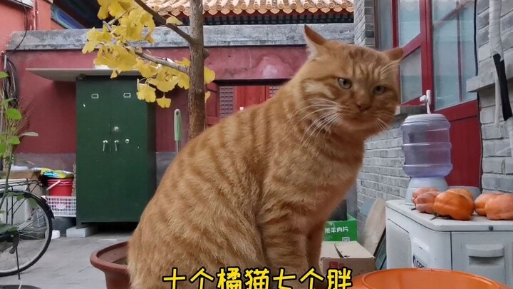 هذا الطفل لم يأكل منذ ثلاث دقائق، لا عجب أنه نحيف إلى هذا الحد.