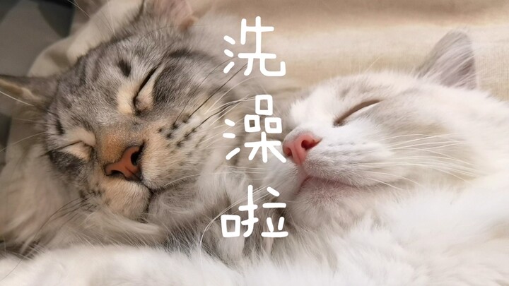 What do Ragdoll Loki and Maine Coon Caesar look like when they’re taking a bath?