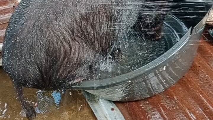 Ang Kyut ni Pepa Pig