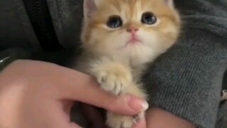 猫猫：爪子要放上面 ฅ( ̳• ◡ • ̳)ฅ
