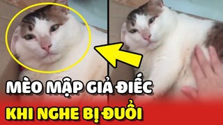 Mèo mập GIẢ ĐIẾC sau khi nằm lên giường của BÀ NGOẠI ngủ 😂 | Yêu Lu