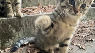I found a very cute video of Little Lihua in the album...