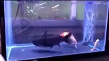 [Động vật]Cá vàng bất ngờ bị cá đen nuốt chửng