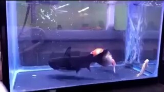 [Động vật]Cá vàng bất ngờ bị cá đen nuốt chửng