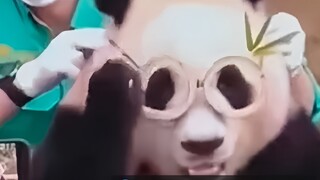Situs-situs asing ramai-ramai membahas momen-momen konyol, lucu, dan menggemaskan dari panda-panda C